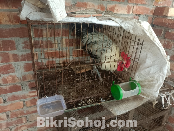 মিশরি ফাওমি জাতের মুরগি